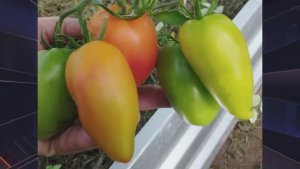 Каталог томатов на 2026 год. Часть 9. г. Киров  т. 89229284031