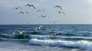 Евпатория. Море штормит. Жена кормит птиц