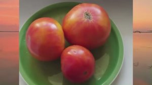 Каталог томатов на 2026 год.Часть 18. г. Киров.  т. 89229284031