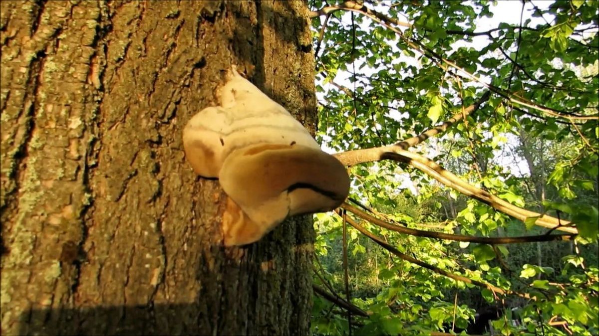 Этакий нос на стволе липы смотреть онлайн