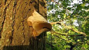 Этакий нос на стволе липы