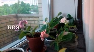 СОЛНЫШКО В ГОСТЯХ