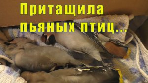 ПРИТАЩИЛА ПЬЯНЫХ СВИРИСТЕЛЕЙ / К СОБАКАМ С ГОСТИНЦАМИ /29 и 30  декабря 2025