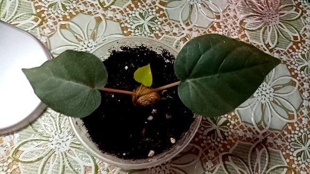 Мои цветочные покупки с выставок. смотреть онлайн