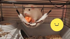 Милый весёлый любимый поросёнок 🤍