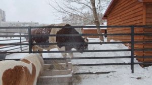 Пони и бык в барнаульском зоопарке
