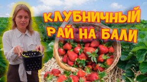 Бали север | Клубничные фермы | Достопримечательности Бали