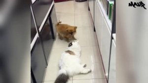 Самые смешные видеоролики с кошками и собаками