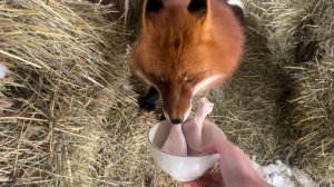 Лиса-Алиса. Лис Игнис аккуратно берет угощение