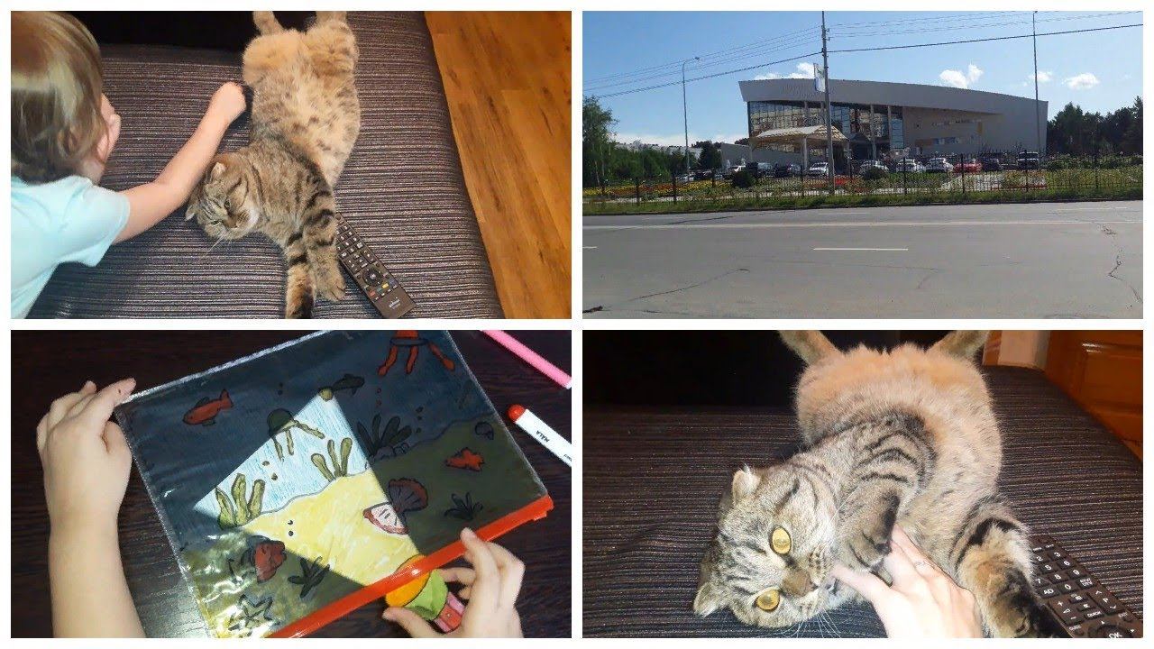 Vlog. Зубная фея\ Кошаки\ Поделка\ Ёжики смотреть онлайн