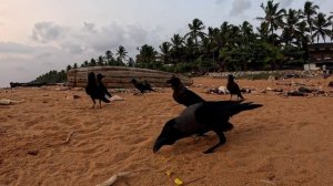 небольшой обзор пляжей в керала