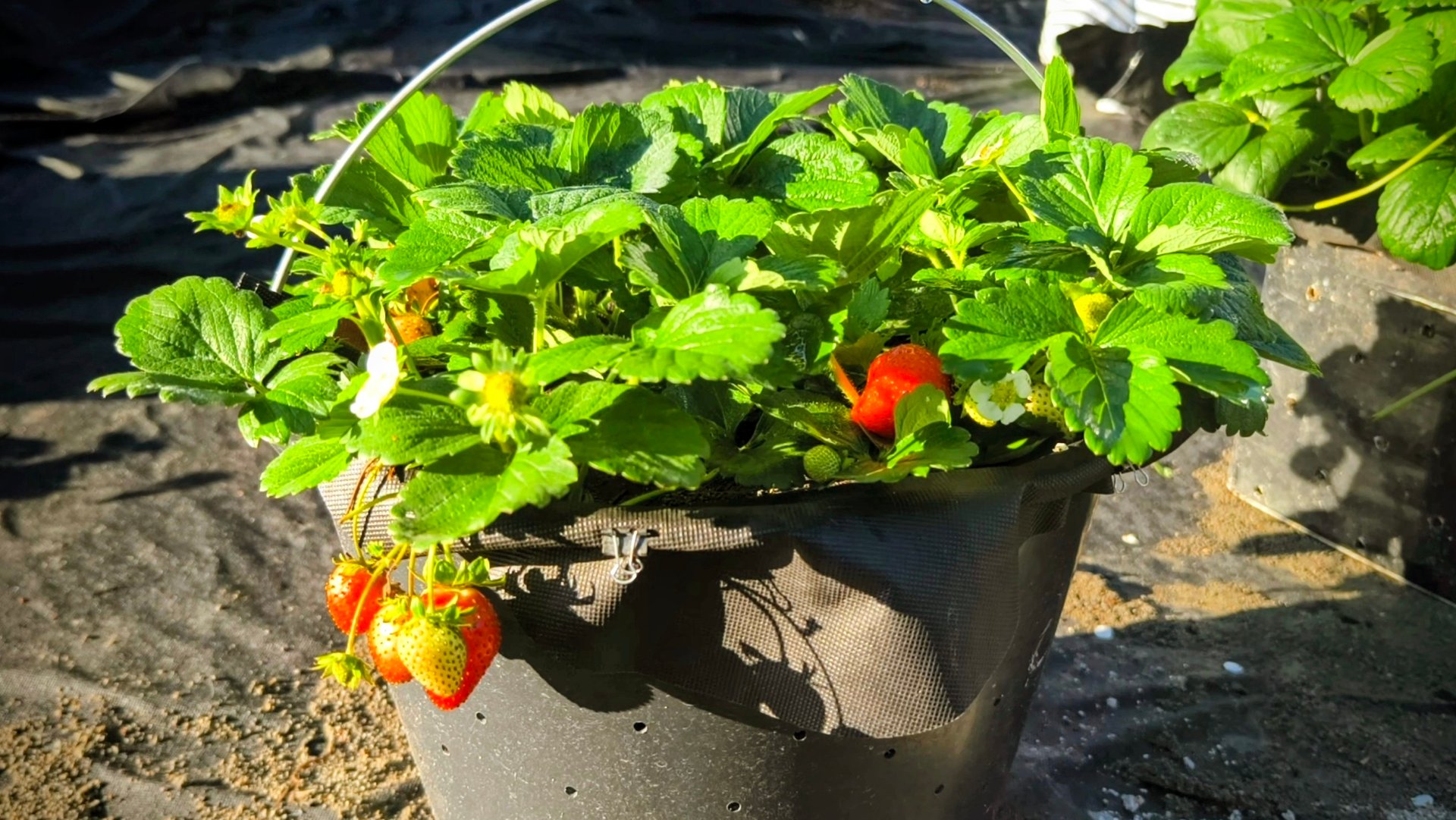 ВЫСОКИЕ ГРЯДКИ ДЛЯ КЛУБНИКИ смотреть онлайн