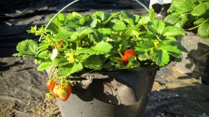 Высокие грядки для земляники без сорняков