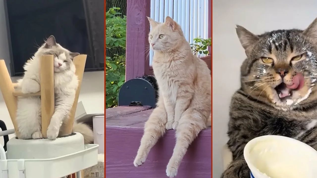 СМЕШНО ДО СЛЕЗ 😹😍 СМЕШНЫЕ КОТЫ, ЛУЧШИЕ ПРИКОЛЫ С КОТАМИ, СОБАКАМИ КОШКИ,СОБАКИ , ЖИВОТНЫЕ 🥰 смотреть онлайн