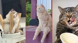 СМЕШНО ДО СЛЕЗ 😹😍 СМЕШНЫЕ КОТЫ, ЛУЧШИЕ ПРИКОЛЫ С КОТАМИ, СОБАКАМИ КОШКИ,СОБАКИ , ЖИВОТНЫЕ 🥰