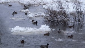 ЗИМНИЙ  ЛЕДОХОД