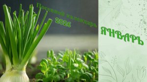 Лунный посевной календарь на январь 2026 года. Что посадить в январе, как выбрать семена