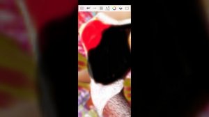 тёмное проклятие моей версии снежного сиреникса