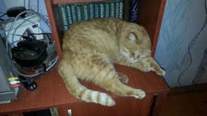 Наглая рыжая морда