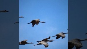 Улетают журавли © Copyright: Бронислав Сычёв, 2023
Свидетельство о публикации №123110902972