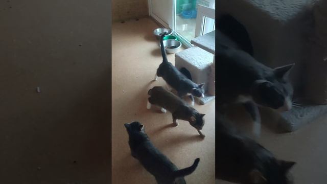 Итоги📝Всех с Новым Годом 🎉✨2026🐈⬛😻коты🐈⬛🙀 донаты +7(985)152-84-08 Т-банк🙏❤️☺️Всем любви❤️🙏 смотреть онлайн