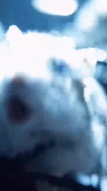 мышиный рок.mp4 смотреть онлайн