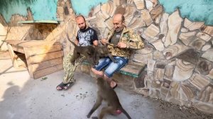 ВСЕ гамадрилы теперь сидят на папе Владике и просят прощения за вчерашнее отвратительное поведение)