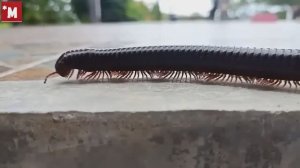 Кто такие Кивсяки_