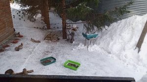 замечательные белки