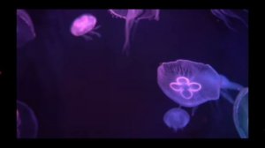 как работают алгоритмы ютюб, рутуб и вк видео? куда же лучше  снимать?