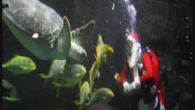 Шоу Деда Мороза в огромном аквариуме смотреть онлайн