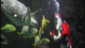 Шоу Деда Мороза в огромном аквариуме