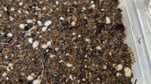 ЭУСТОМА.ПОЧЕМУ У ВАС НЕ ВСХОДИТ ЭУСТОМА.