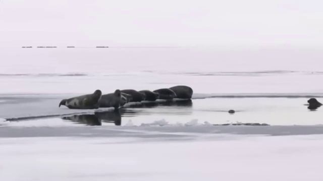 Начало 2026 г на Байкале смотреть онлайн