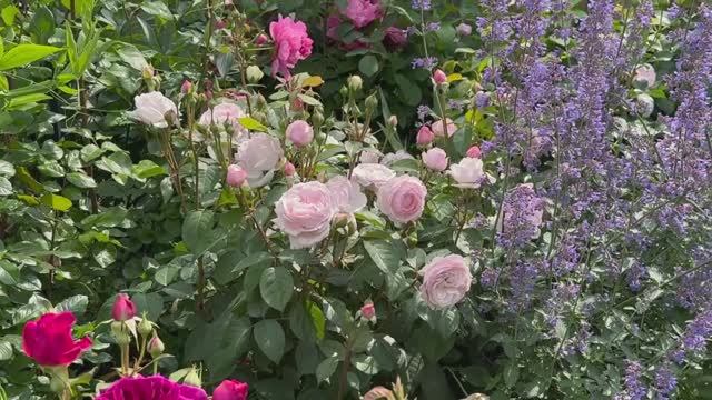 ЧАСТНЫЙ САД В ГЕРМАНИИ  БЕЛЫЙ КОТТЕДЖНЫЙ САД у голубого дома в Бюттельборне. Гессен смотреть онлайн