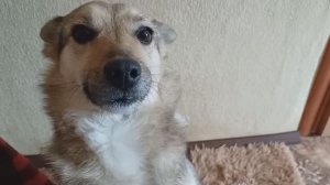 Первые покупки 2026 года