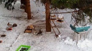 субботний вольный зоопарк