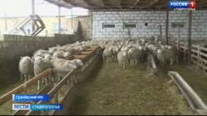 Как проходит зимовка овец в Грачевском округе Ставрополья
