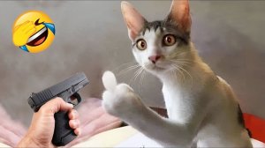 Приколы с котами! С ОЗВУЧКОЙ! Самые смешные животные! СМЕШНЫЕ КОТЫ! УГАР!