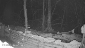 LIVE: С НОВЫМ 2026 ГОДОМ! На лесной опушке. Природа онлайн