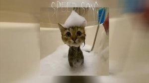 ©плейлист популярных песен из тик тока®