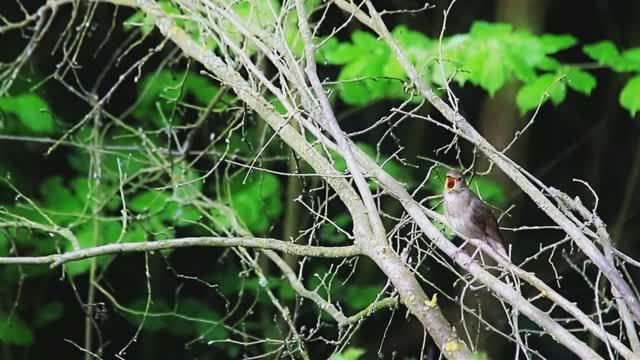 Звуки природы. Лес. Птицы. Трель соловья, пение птиц, звук реки смотреть онлайн