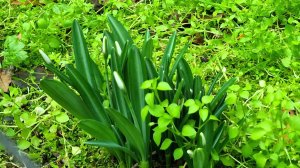 ПОДСНЕЖНИКИ в Ялте, праздник живота продолжается