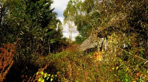 Вспомним лето!!! Заросшая деревня😔