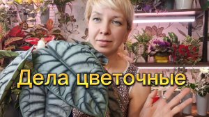 Дела цветочные: новая вариегатная алоказия, пересадка малышей, обзор растений
