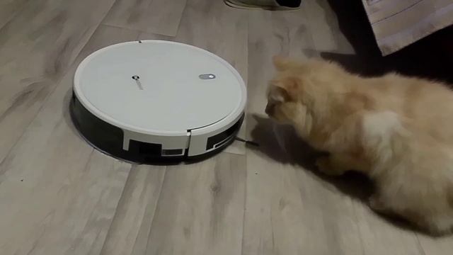 Рыжик и пылесос