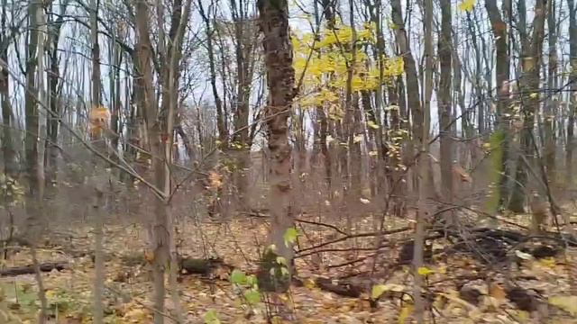 ❗Грибной сезон 2024 - вешенки устричные ❗ смотреть онлайн