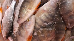 ОХОТНИК ЗА ПОКЛЁВКОЙ 96r  в .2026 год.