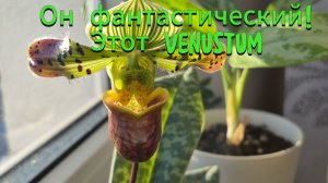 Пафиопедилум Venustum!Первое цветение!