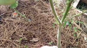 Вспоминаем лето 👍томаты после стрижки